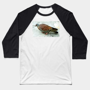 Rock Pigeon, Table Mountain, South Africa Baseball T-Shirt